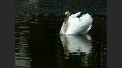 Kuğu