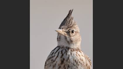 Tepeli toygar » Crested Lark » Galerida cristata