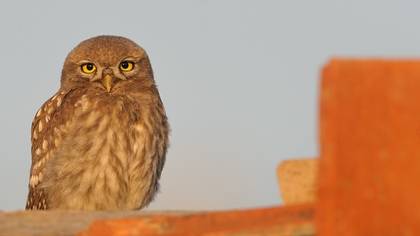 Kukumav » Little Owl » Athene noctua