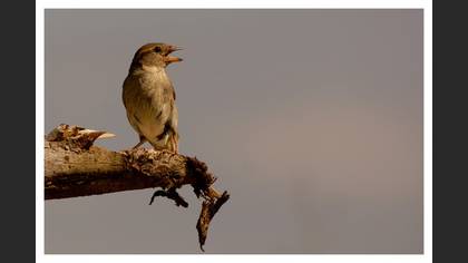 Serçe » House Sparrow » Passer domesticus