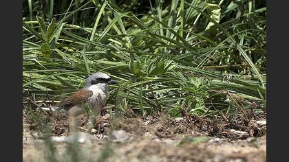 Kızılsırtlı örümcekkuşu » Red-backed Shrike » Lanius collurio