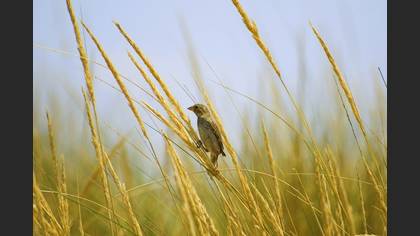 Söğüt serçesi » Spanish Sparrow » Passer hispaniolensis