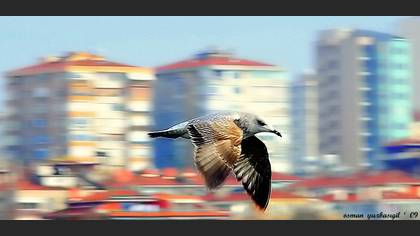 Gümüş martı » Yellow-legged Gull » Larus michahellis