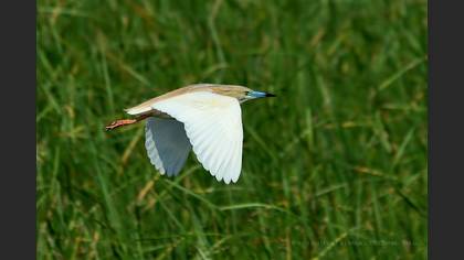Alaca balıkçıl » Squacco Heron » Ardeola ralloides