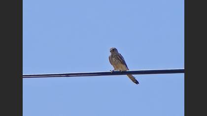 Kerkenez » Common Kestrel » Falco tinnunculus