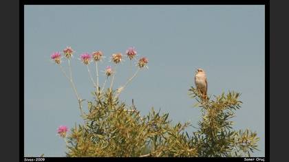 Boz serçe