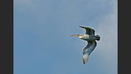 Tepeli pelikan » Dalmatian Pelican » Pelecanus crispus