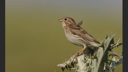 Tarla kirazkuşu » Corn Bunting » Emberiza calandra