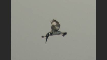 Alaca yalıçapkını » Pied Kingfisher » Ceryle rudis