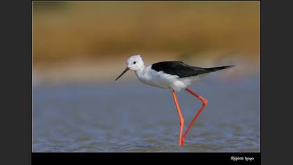 Uzunbacak » Black-winged Stilt » Himantopus himantopus