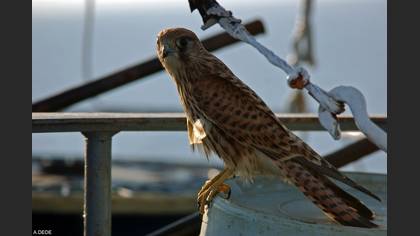 Kerkenez » Common Kestrel » Falco tinnunculus