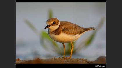 Halkalı küçük cılıbıt » Little Ringed Plover » Charadrius dubius