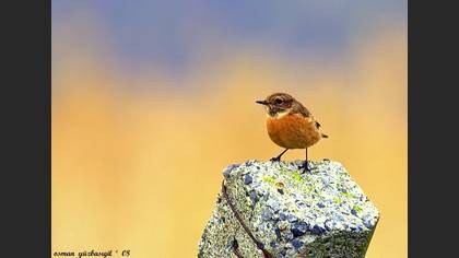 Taşkuşu » European Stonechat » Saxicola rubicola