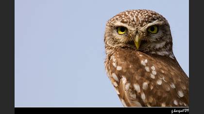 Kukumav » Little Owl » Athene noctua