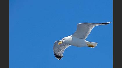 Gümüş martı » Yellow-legged Gull » Larus michahellis