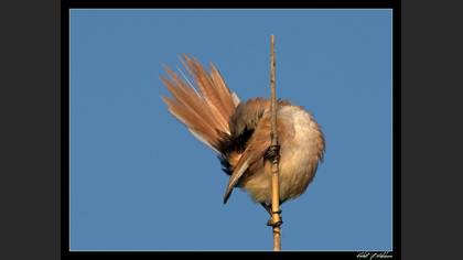 Bıyıklı baştankara » Bearded Reedling » Panurus biarmicus