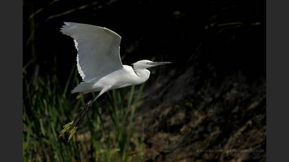 Küçük ak balıkçıl » Little Egret » Egretta garzetta