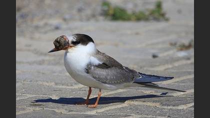 Sumru » Common Tern » Sterna hirundo