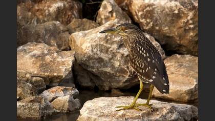 Gece balıkçılı » Black-crowned Night Heron » Nycticorax nycticorax