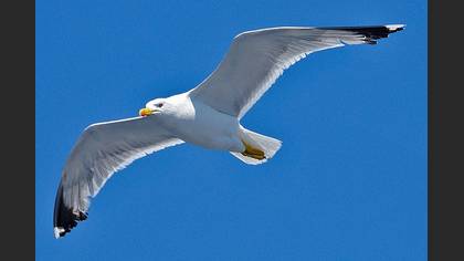 Gümüş martı » Yellow-legged Gull » Larus michahellis