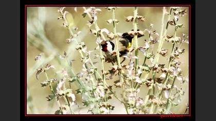 Saka » European Goldfinch » Carduelis carduelis