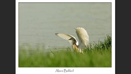 Alaca balıkçıl
