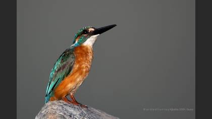 Yalıçapkını » Common Kingfisher » Alcedo atthis