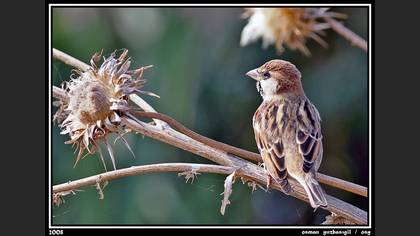 Söğüt serçesi » Spanish Sparrow » Passer hispaniolensis