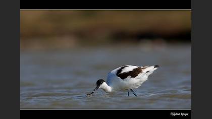 Kılıçgaga » Pied Avocet » Recurvirostra avosetta