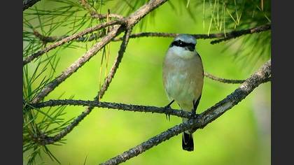 Kızılsırtlı örümcekkuşu » Red-backed Shrike » Lanius collurio