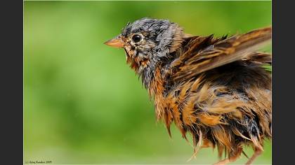 Kızıl kirazkuşu