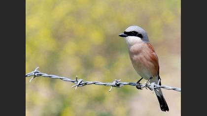 Kızılsırtlı örümcekkuşu » Red-backed Shrike » Lanius collurio