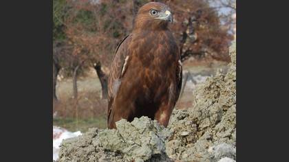 Kızıl şahin » Long-legged Buzzard » Buteo rufinus