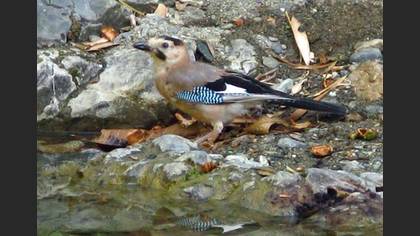 Alakarga » Eurasian Jay » Garrulus glandarius