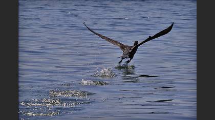 Karabatak » Great Cormorant » Phalacrocorax carbo