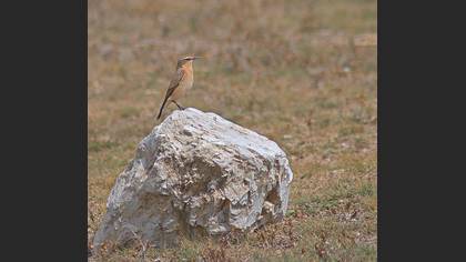 Kuyrukkakan » Northern Wheatear » Oenanthe oenanthe