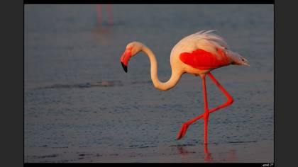 Flamingo