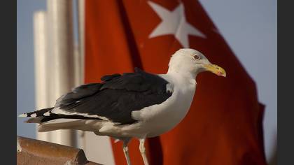 Büyük karasırtlı martı