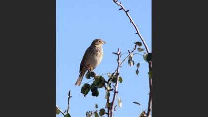 Tarla kirazkuşu » Corn Bunting » Emberiza calandra