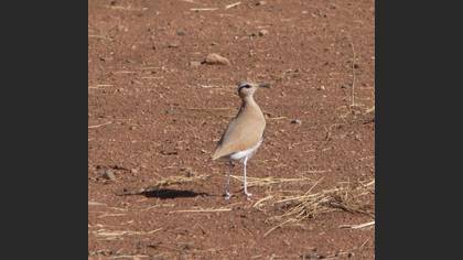 Çölkoşarı » Cream-colored Courser » Cursorius cursor