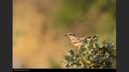 Karakulaklı kuyrukkakan » Black-eared Wheatear » Oenanthe melanoleuca