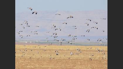 Sürmeli kızkuşu » Sociable Lapwing » Vanellus gregarius