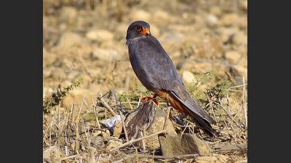 Ala doğan