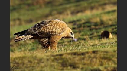 Kızıl şahin