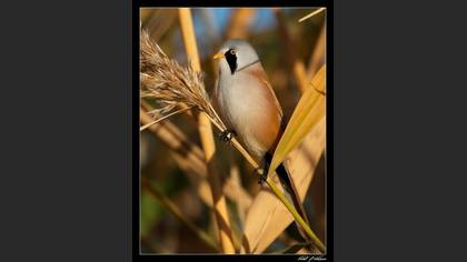 Bıyıklı baştankara » Bearded Reedling » Panurus biarmicus