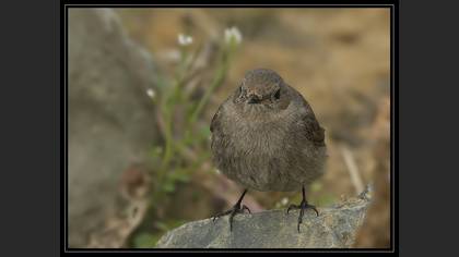 Kara kızılkuyruk » Black Redstart » Phoenicurus ochruros