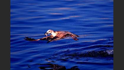 Gümüş martı » Yellow-legged Gull » Larus michahellis