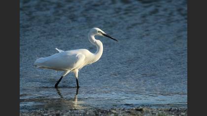 Küçük ak balıkçıl » Little Egret » Egretta garzetta