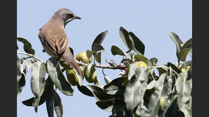 Küçük akgerdanlı ötleğen » Lesser Whitethroat » Sylvia curruca