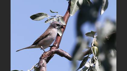 Küçük akgerdanlı ötleğen » Lesser Whitethroat » Sylvia curruca